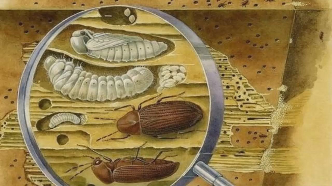 Уничтожение точильщика