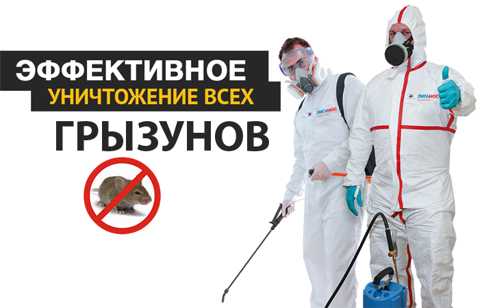 Уничтожение грызунов